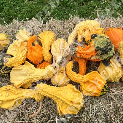 Picture of Ornamental Gourd Autumn Wings Blend
